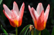 Tulipes FLO_A20